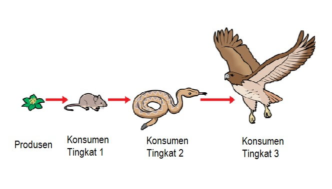 Detail Rantai Makanan Burung Nomer 37