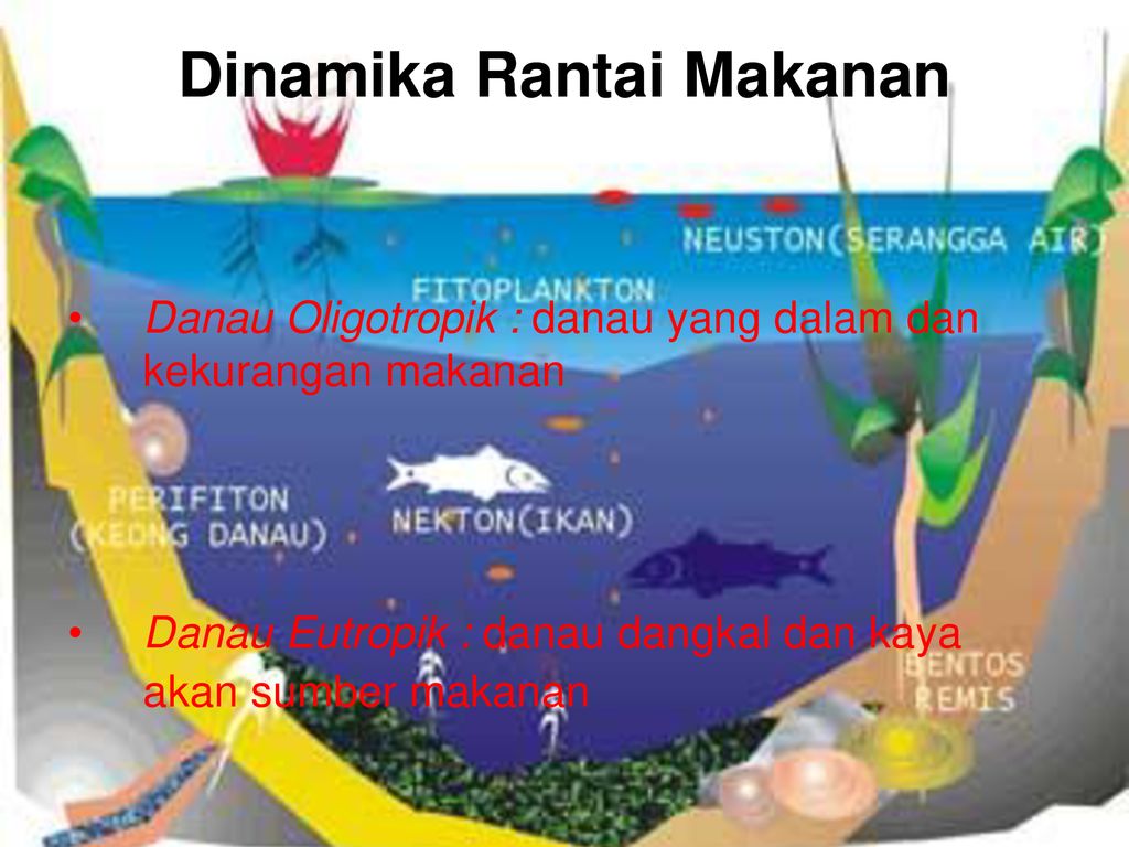 Detail Rantai Makanan Danau Nomer 34