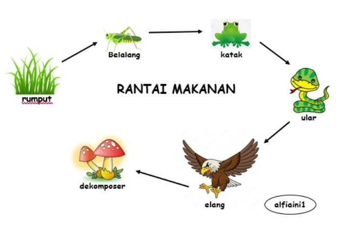 Detail Rantai Makanan Danau Nomer 38