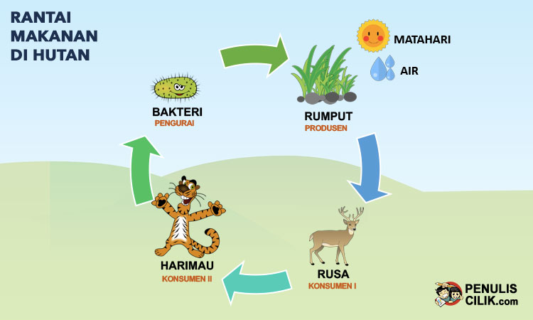 Detail Rantai Makanan Ekosistem Hutan Hujan Tropis Nomer 11