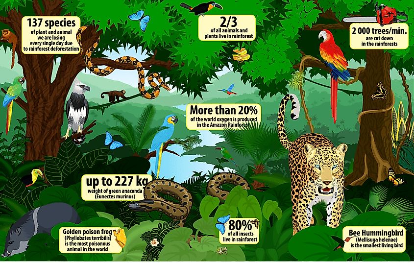 Detail Rantai Makanan Ekosistem Hutan Hujan Tropis Nomer 28