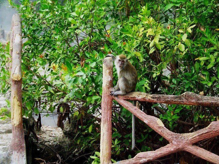 Detail Rantai Makanan Ekosistem Hutan Hujan Tropis Nomer 37