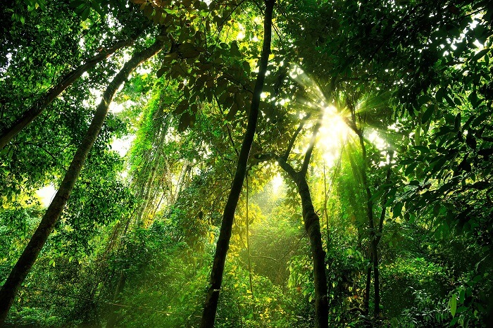 Detail Rantai Makanan Ekosistem Hutan Hujan Tropis Nomer 40