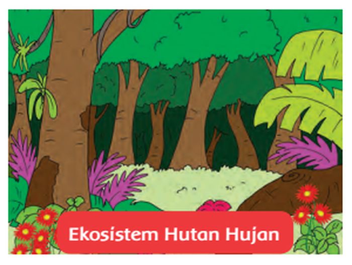 Detail Rantai Makanan Ekosistem Hutan Hujan Tropis Nomer 44