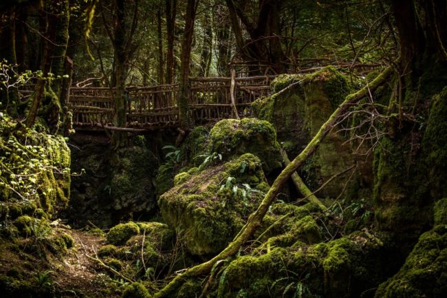 Detail Rantai Makanan Ekosistem Hutan Hujan Tropis Nomer 47