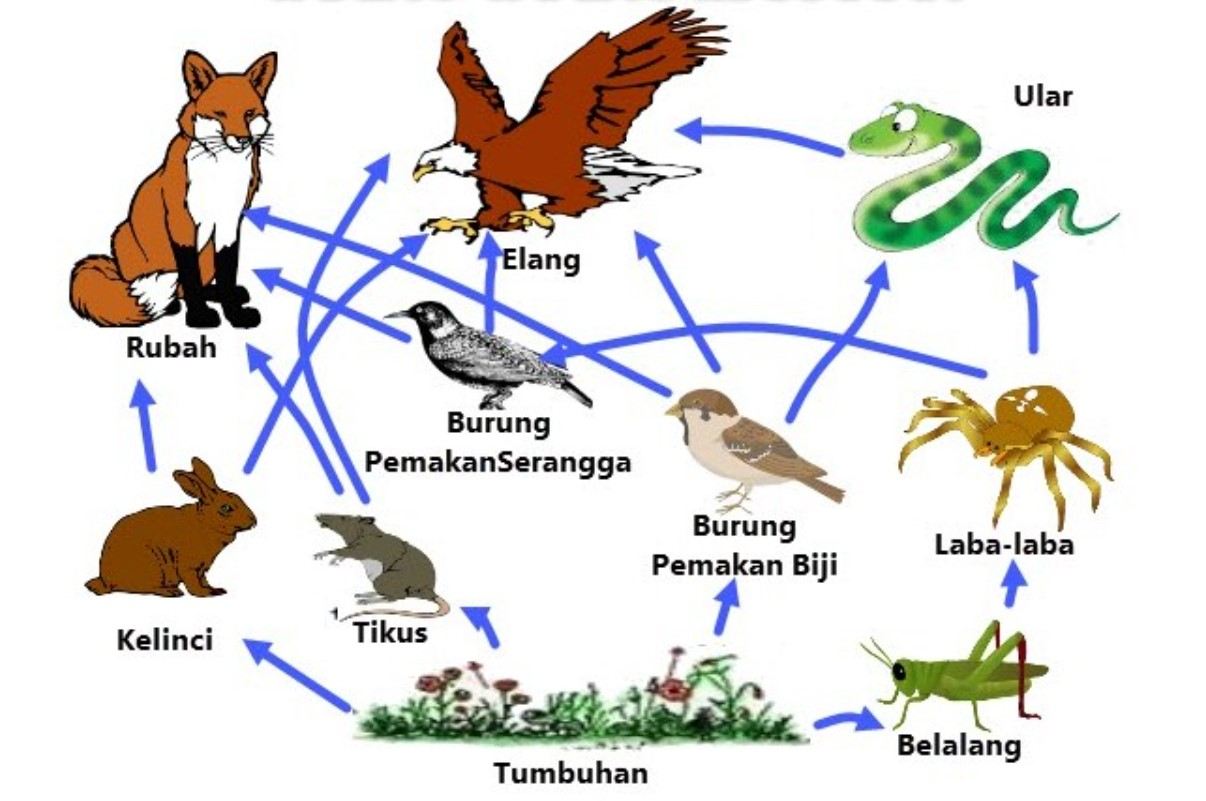 Detail Rantai Makanan Gambar Kartun Belalang Nomer 17