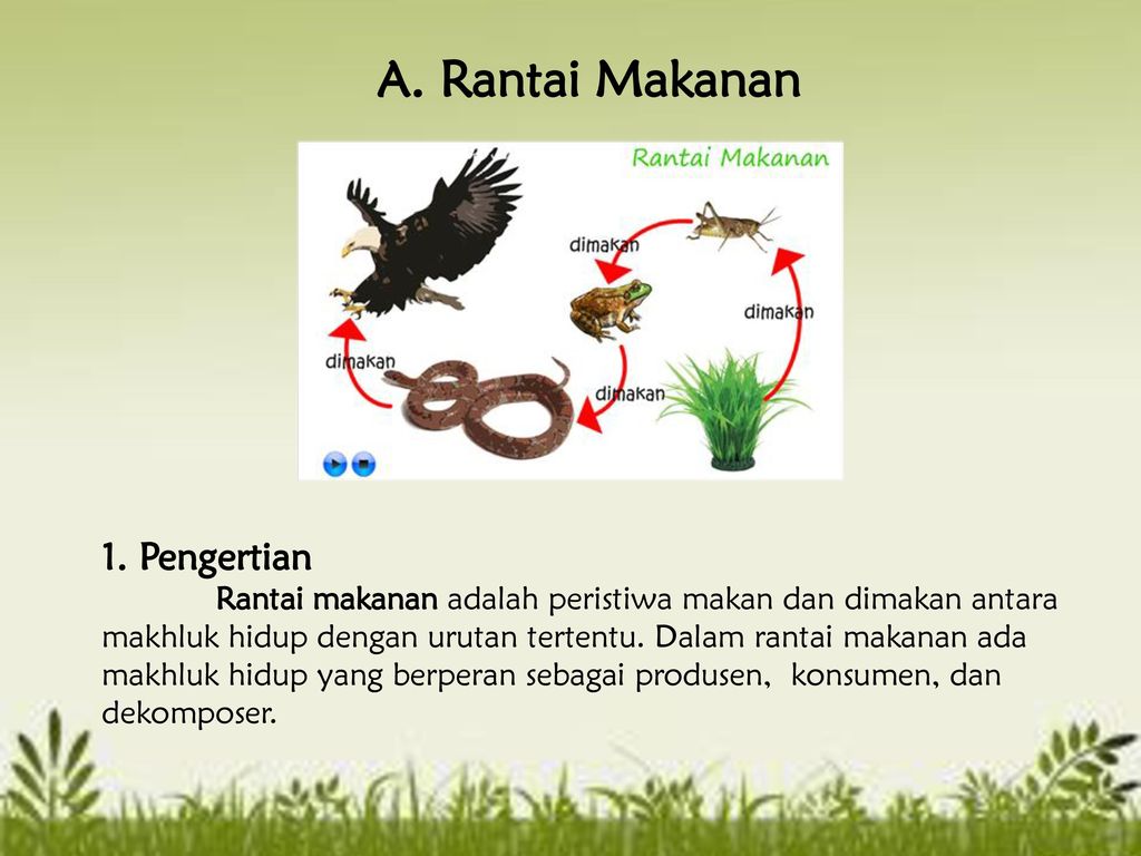 Detail Rantai Makanan Gambar Kartun Belalang Nomer 22