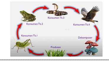 Detail Rantai Makanan Gambar Kartun Belalang Nomer 37