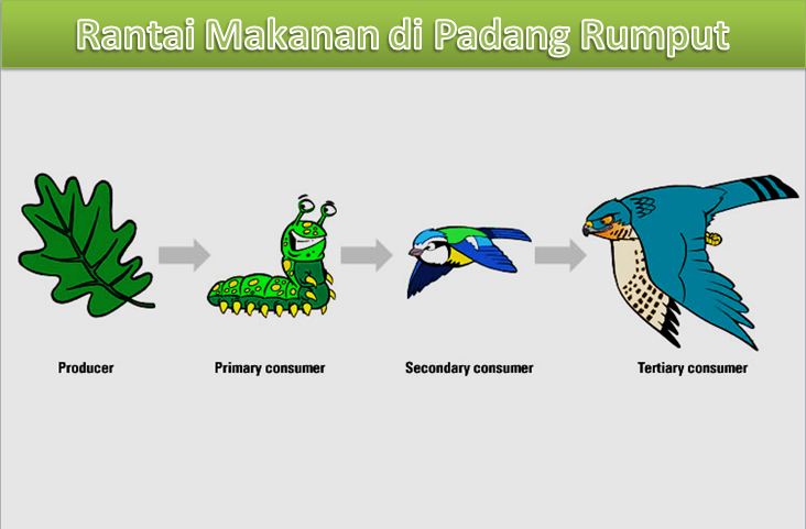 Detail Rantai Makanan Gambar Kartun Belalang Nomer 39