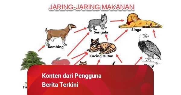 Detail Rantai Makanan Hutan Hujan Tropis Nomer 15