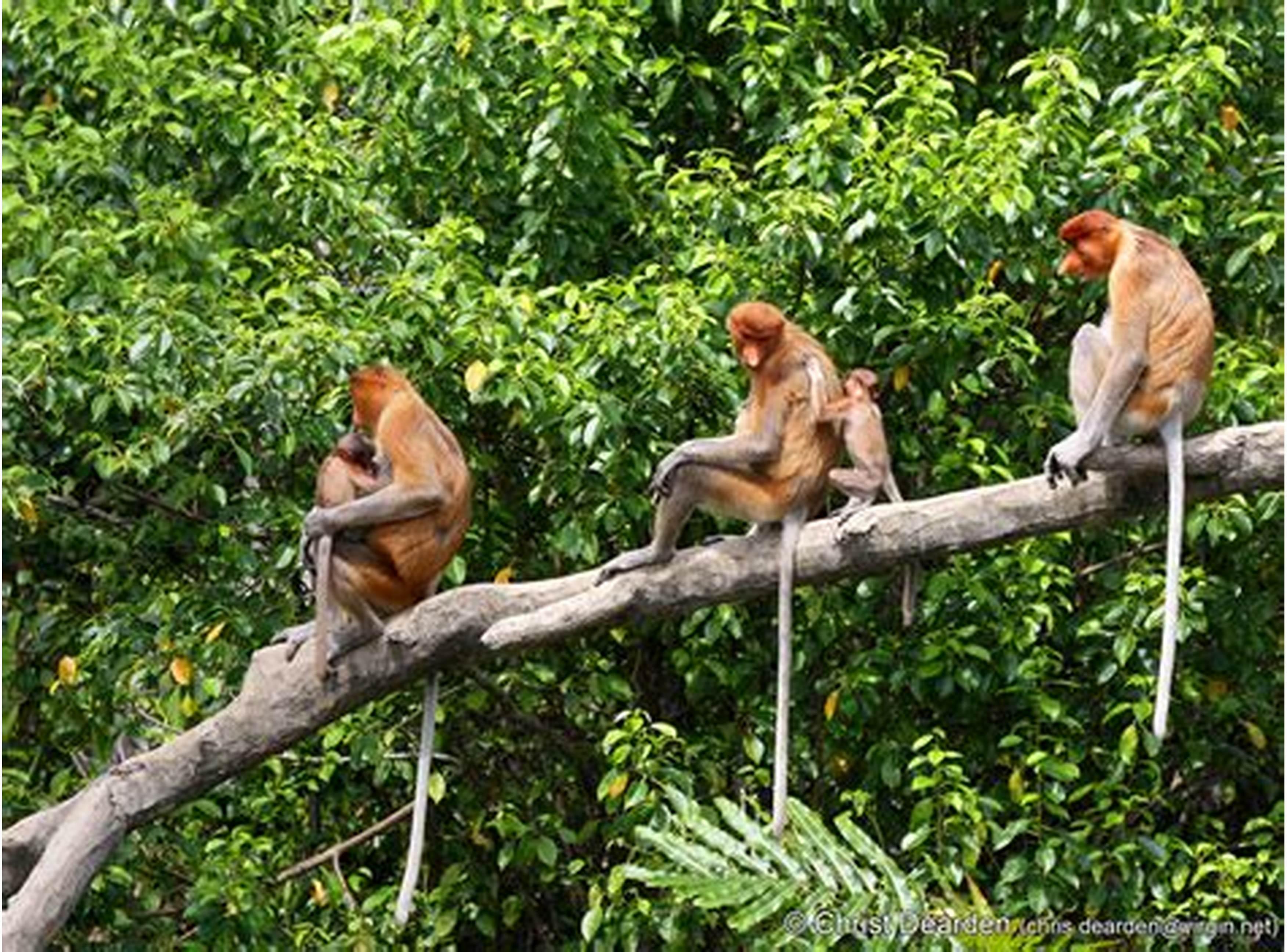 Detail Rantai Makanan Hutan Hujan Tropis Nomer 49