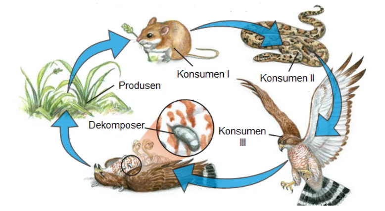 Detail Rantai Makanan Hutan Hujan Tropis Nomer 7