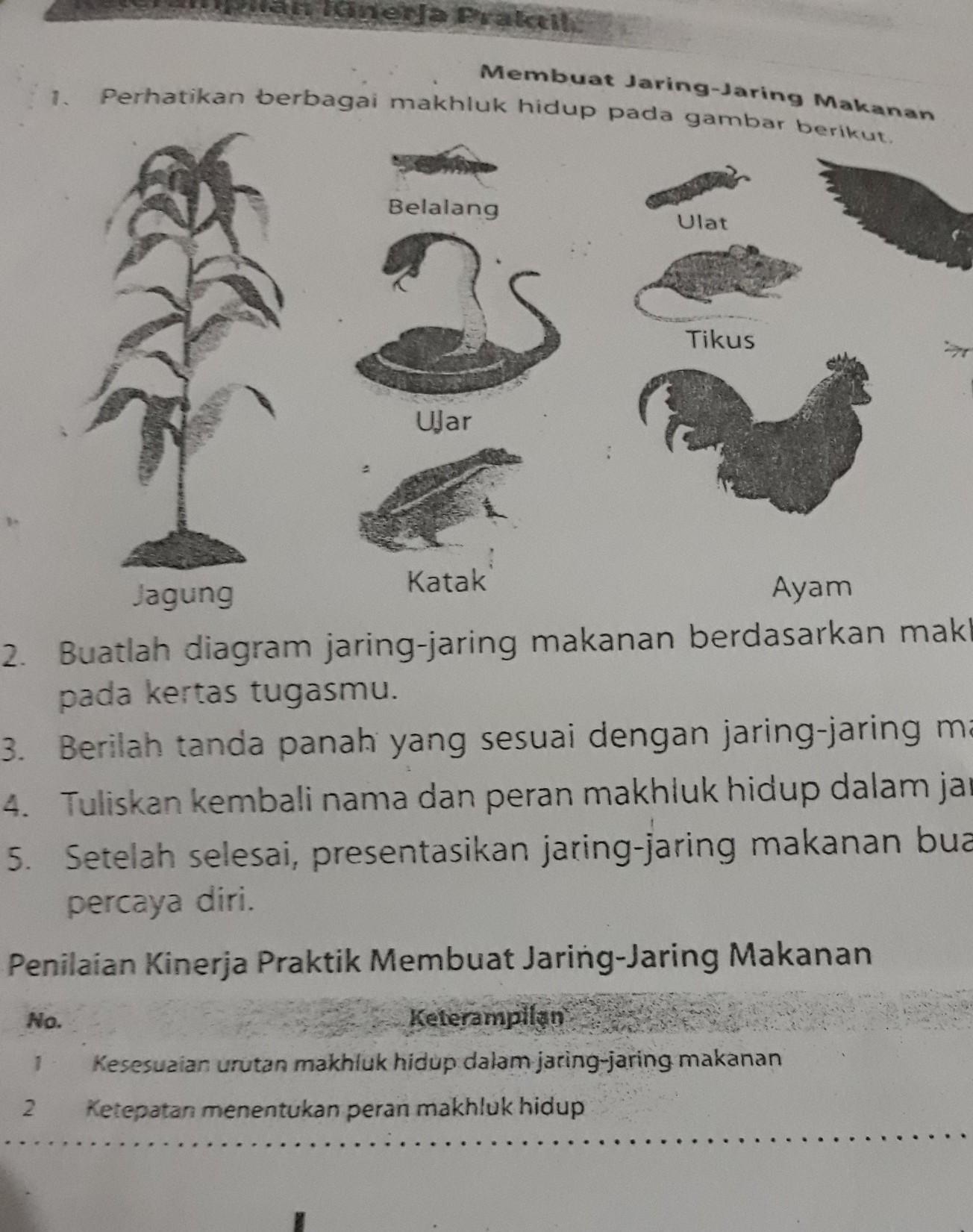 Detail Rantai Makanan Jagung Nomer 14