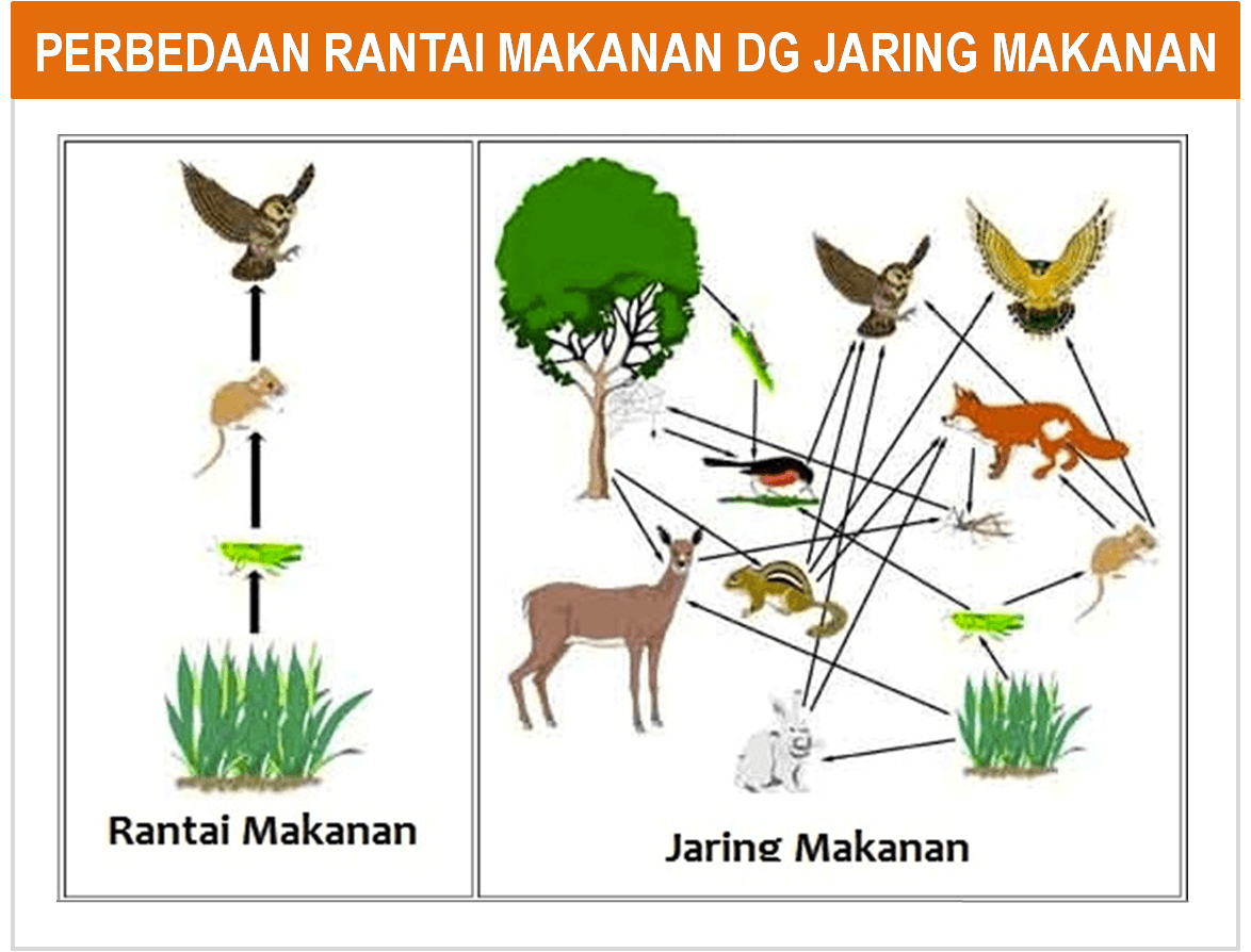 Detail Rantai Makanan Jagung Nomer 24