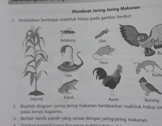 Detail Rantai Makanan Jagung Nomer 5