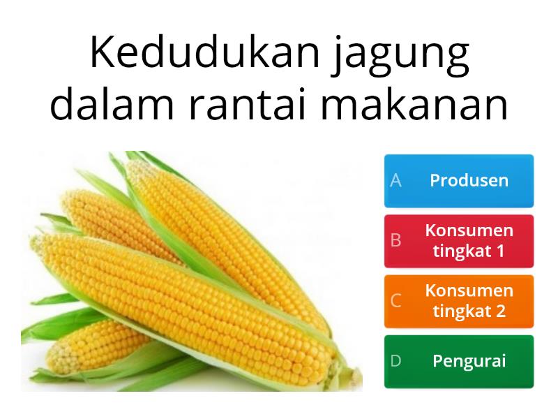 Detail Rantai Makanan Jagung Nomer 45