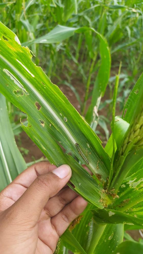 Detail Rantai Makanan Jagung Nomer 49