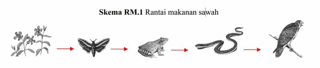 Detail Rantai Makanan Kupu Kupu Nomer 5