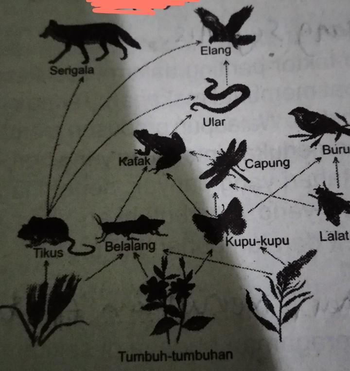 Detail Rantai Makanan Kupu Kupu Nomer 9