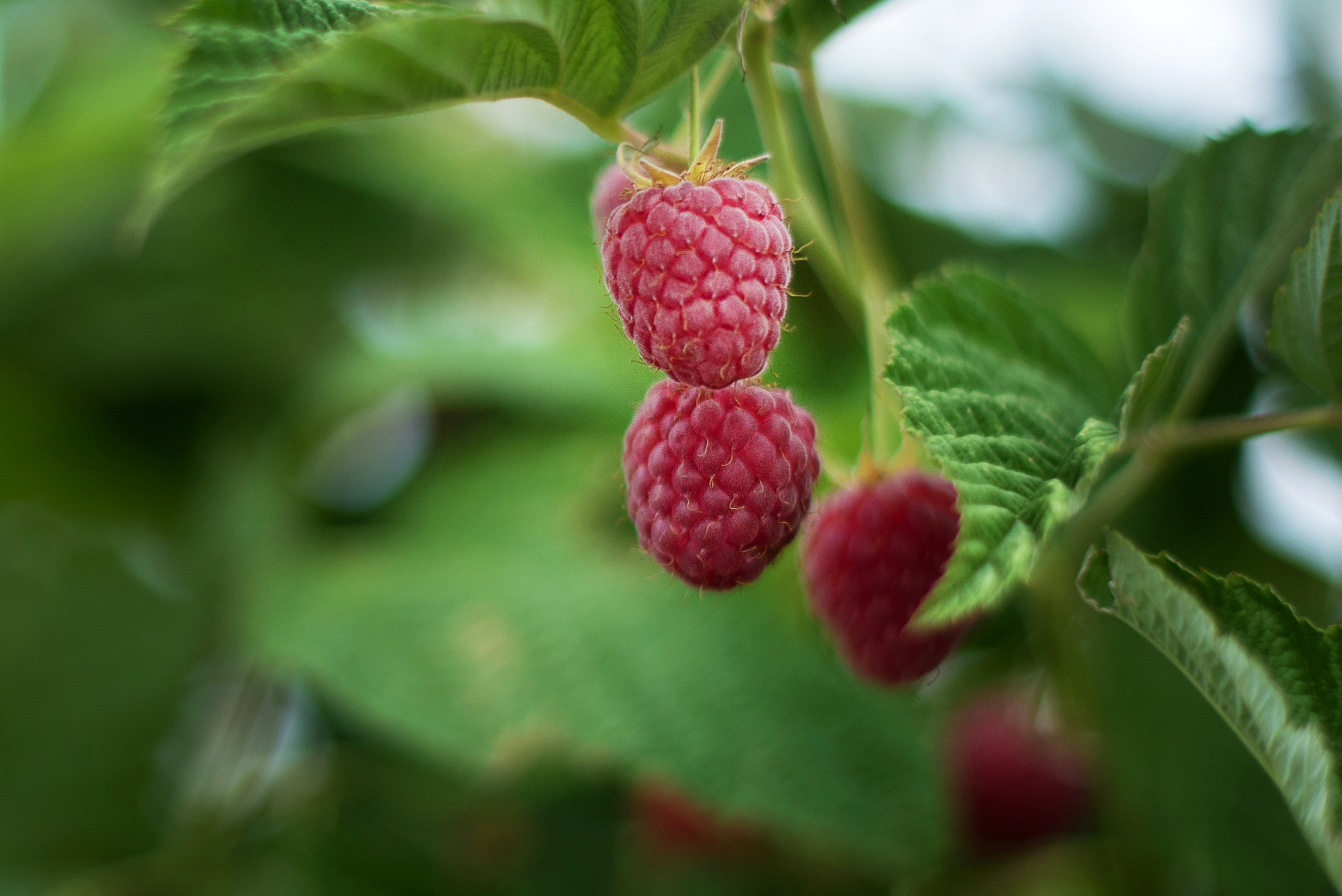 Detail Raspberries Image Nomer 18