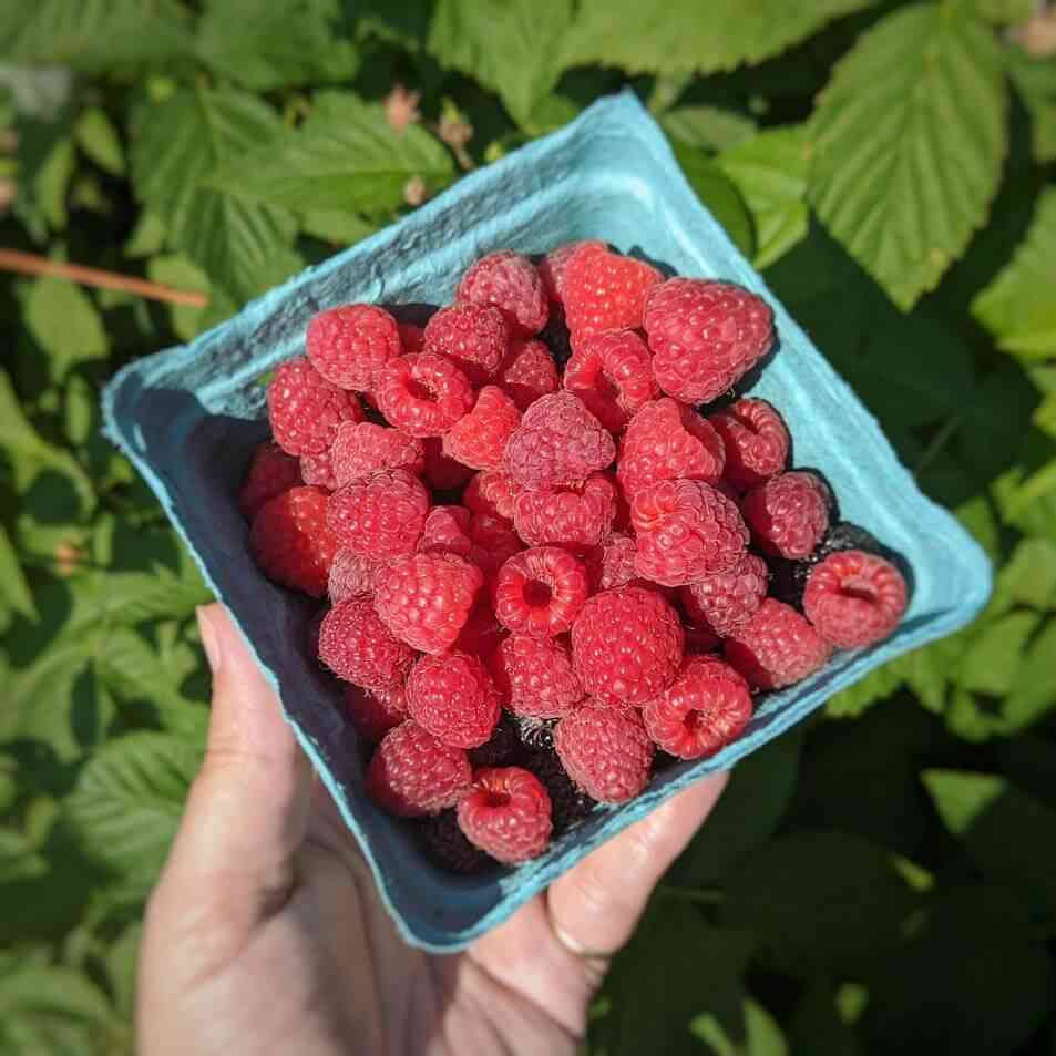 Detail Raspberries Images Nomer 41