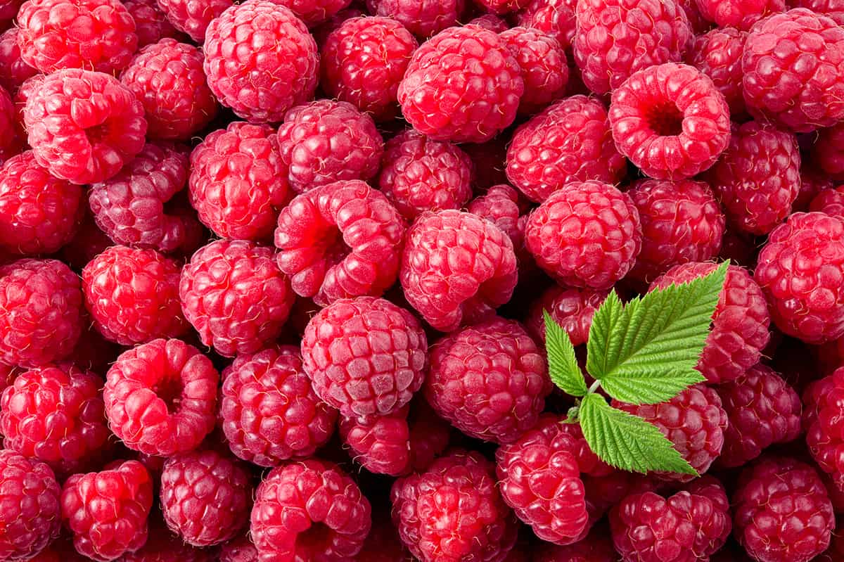 Detail Raspberries Pictures Nomer 3