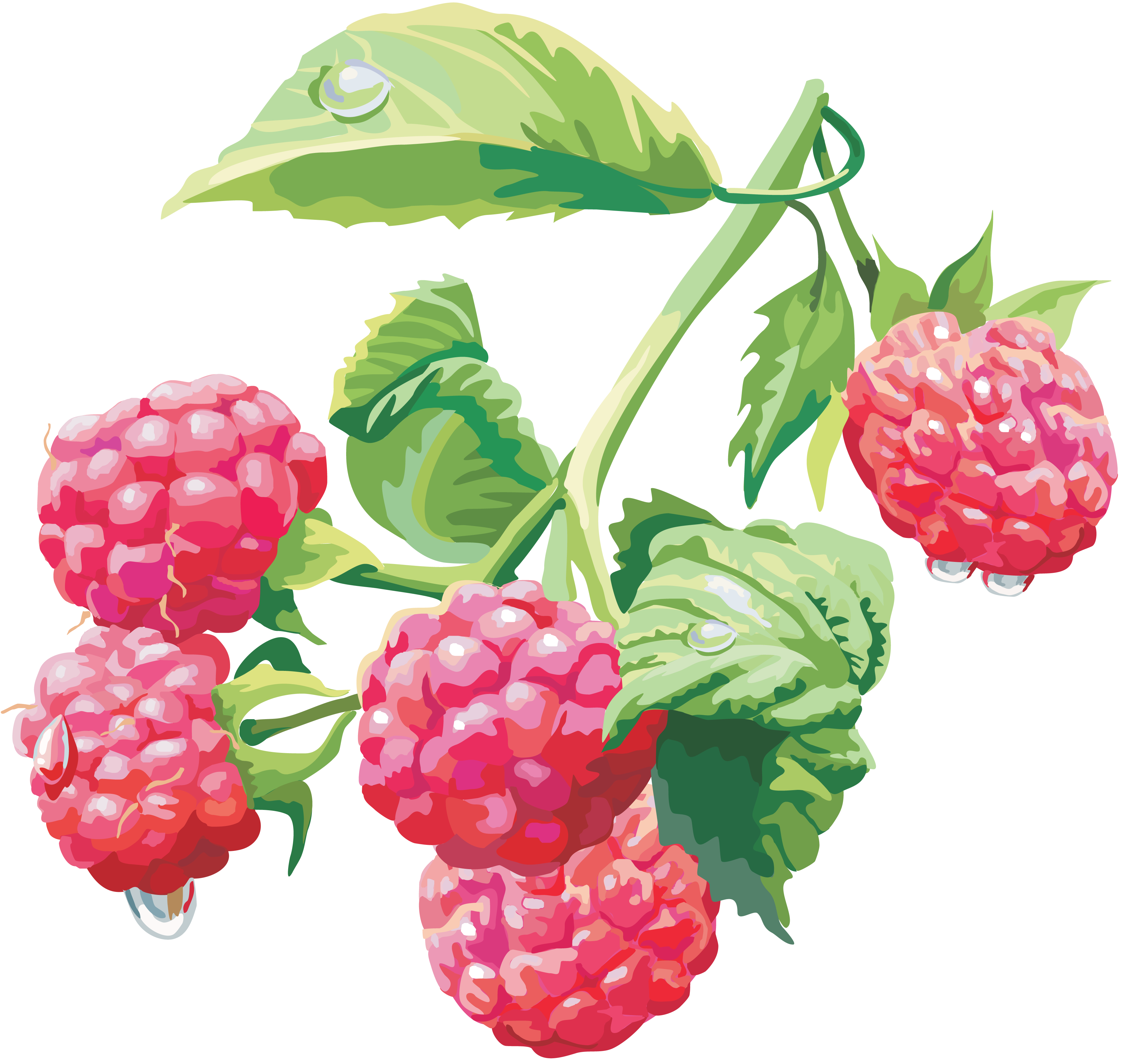 Detail Raspberries Png Nomer 43