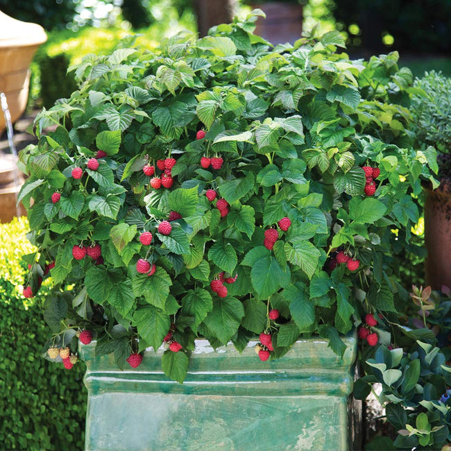 Raspberry Bush Images - KibrisPDR