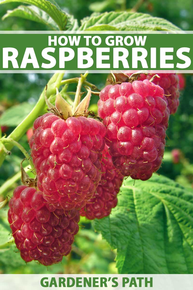 Detail Raspberry Bush Images Nomer 10