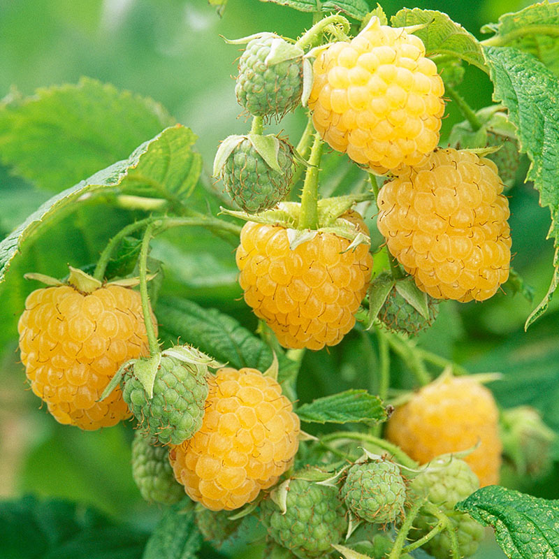 Detail Raspberry Bush Images Nomer 11