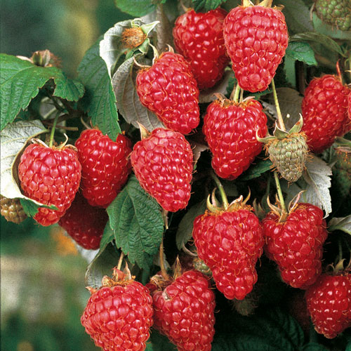 Detail Raspberry Bush Images Nomer 12
