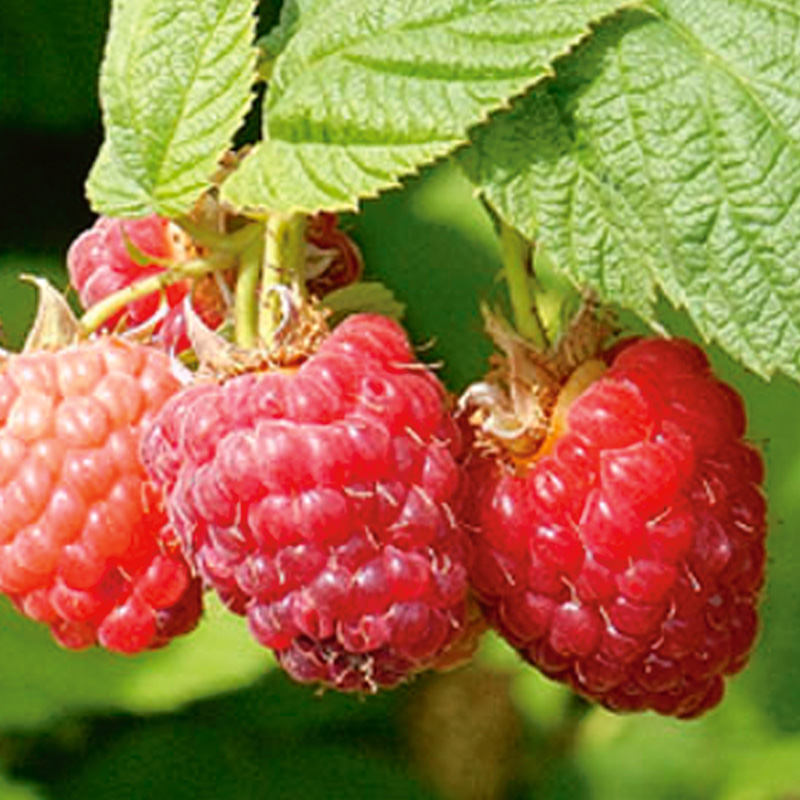Detail Raspberry Bush Images Nomer 14