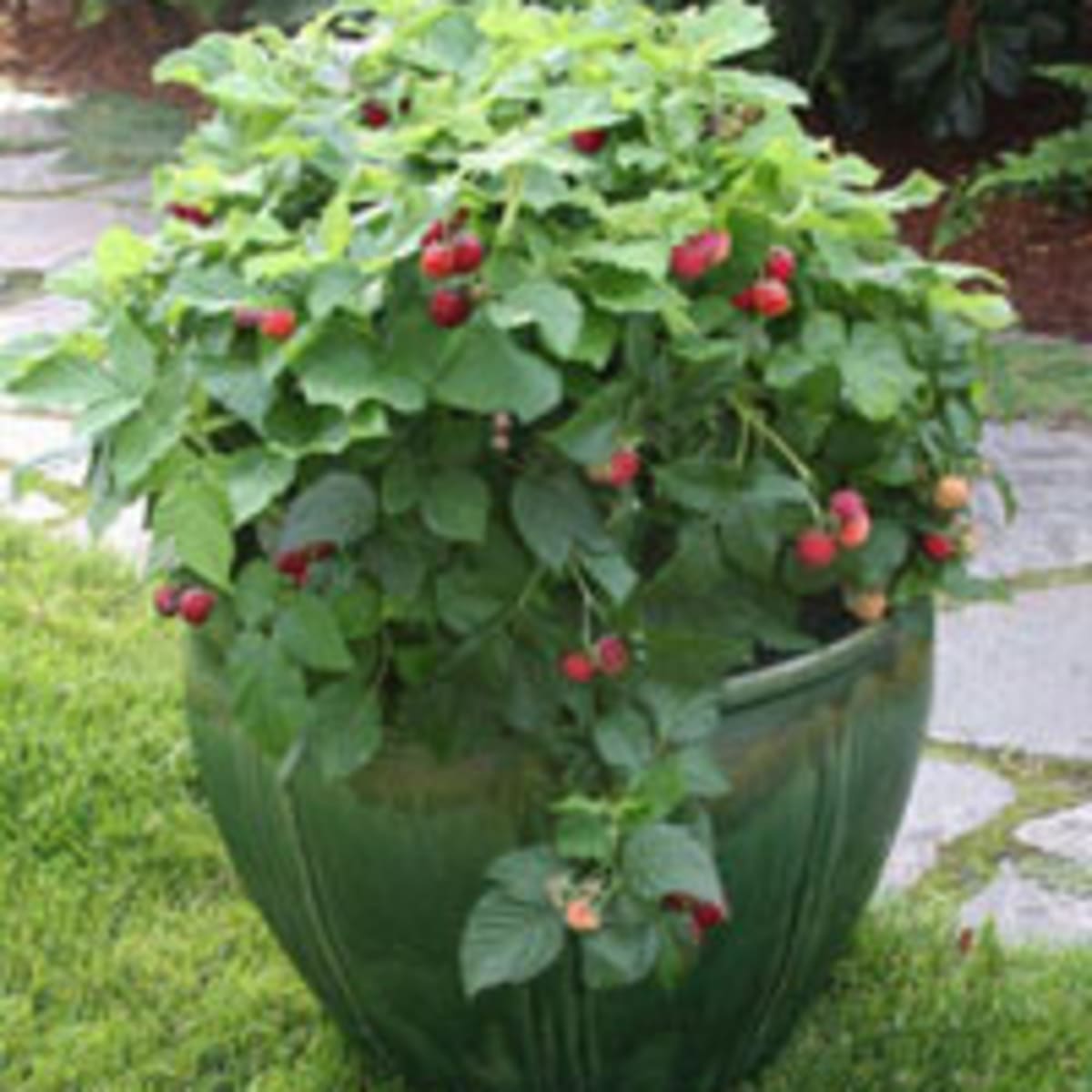 Detail Raspberry Bush Images Nomer 15