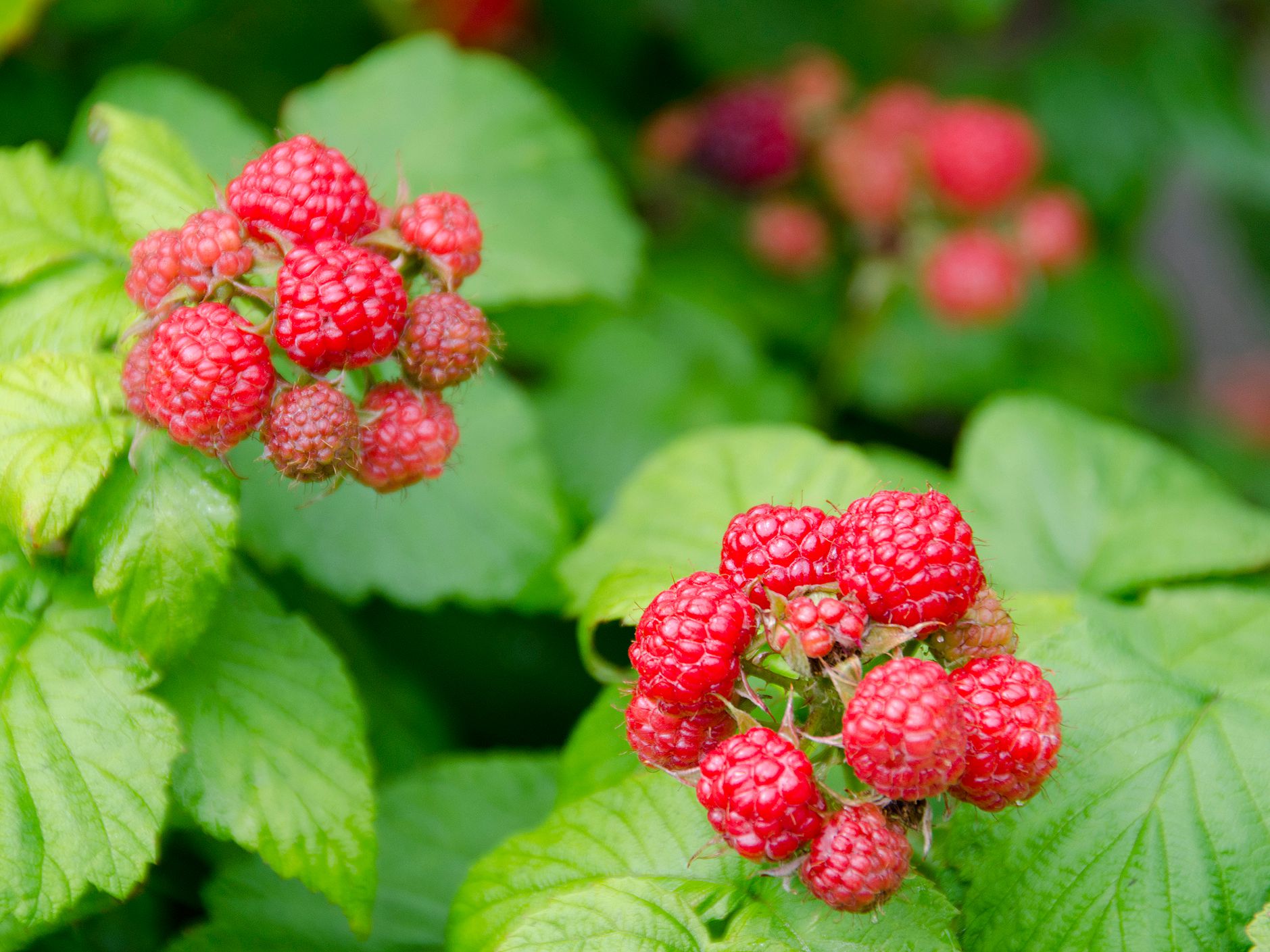 Detail Raspberry Bush Images Nomer 16