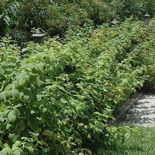 Detail Raspberry Bush Images Nomer 17