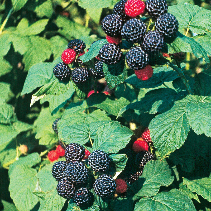 Detail Raspberry Bush Images Nomer 18
