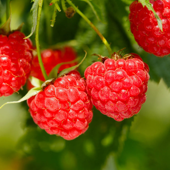 Detail Raspberry Bush Images Nomer 2