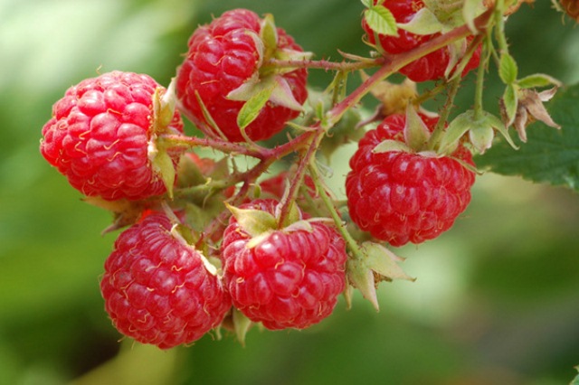 Detail Raspberry Bush Images Nomer 19