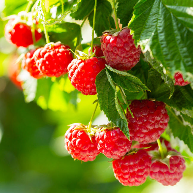 Detail Raspberry Bush Images Nomer 20