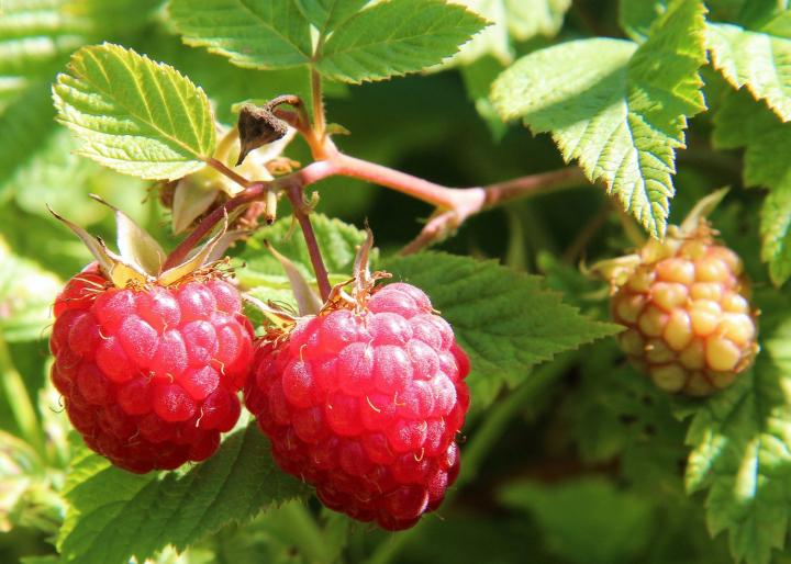 Detail Raspberry Bush Images Nomer 21