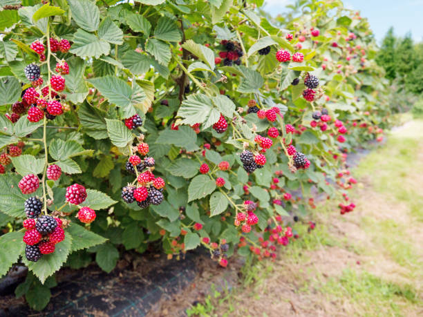 Detail Raspberry Bush Images Nomer 23