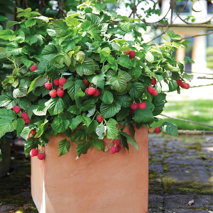 Detail Raspberry Bush Images Nomer 26