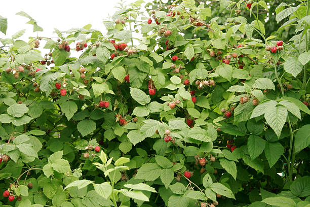 Detail Raspberry Bush Images Nomer 27