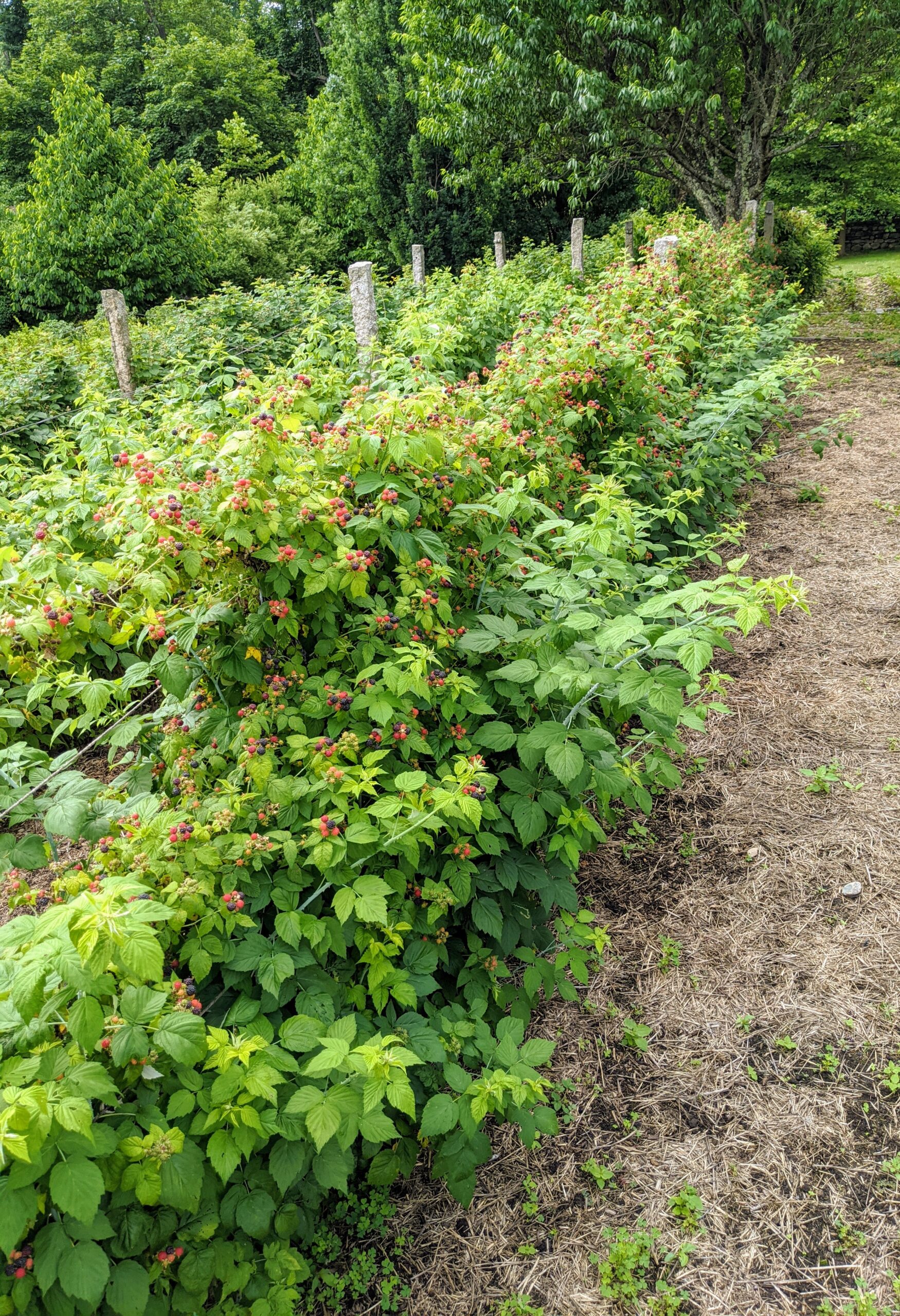 Detail Raspberry Bush Images Nomer 3