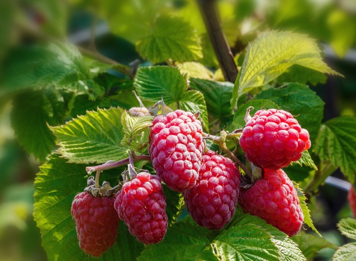 Detail Raspberry Bush Images Nomer 28