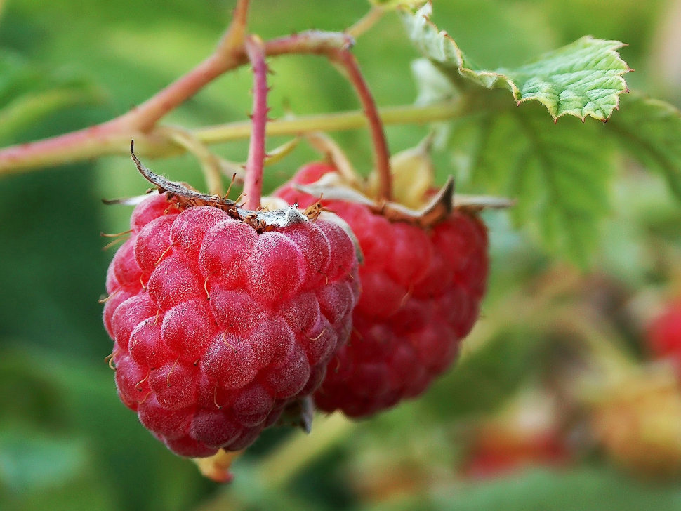 Detail Raspberry Bush Images Nomer 29
