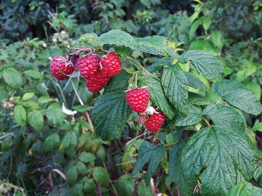 Detail Raspberry Bush Images Nomer 31