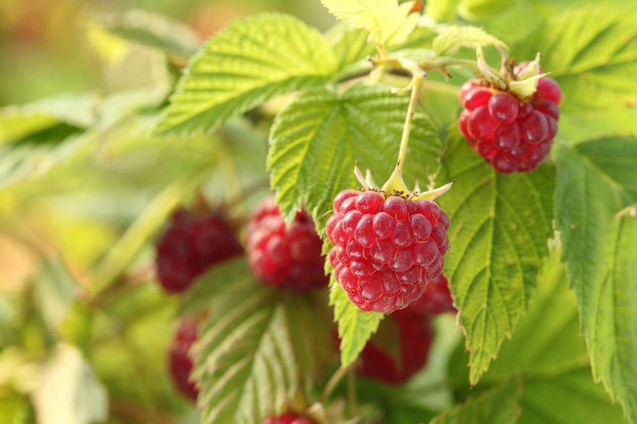 Detail Raspberry Bush Images Nomer 33