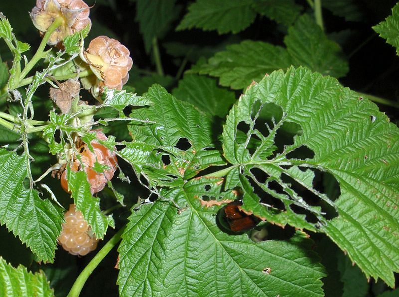 Detail Raspberry Bush Images Nomer 34