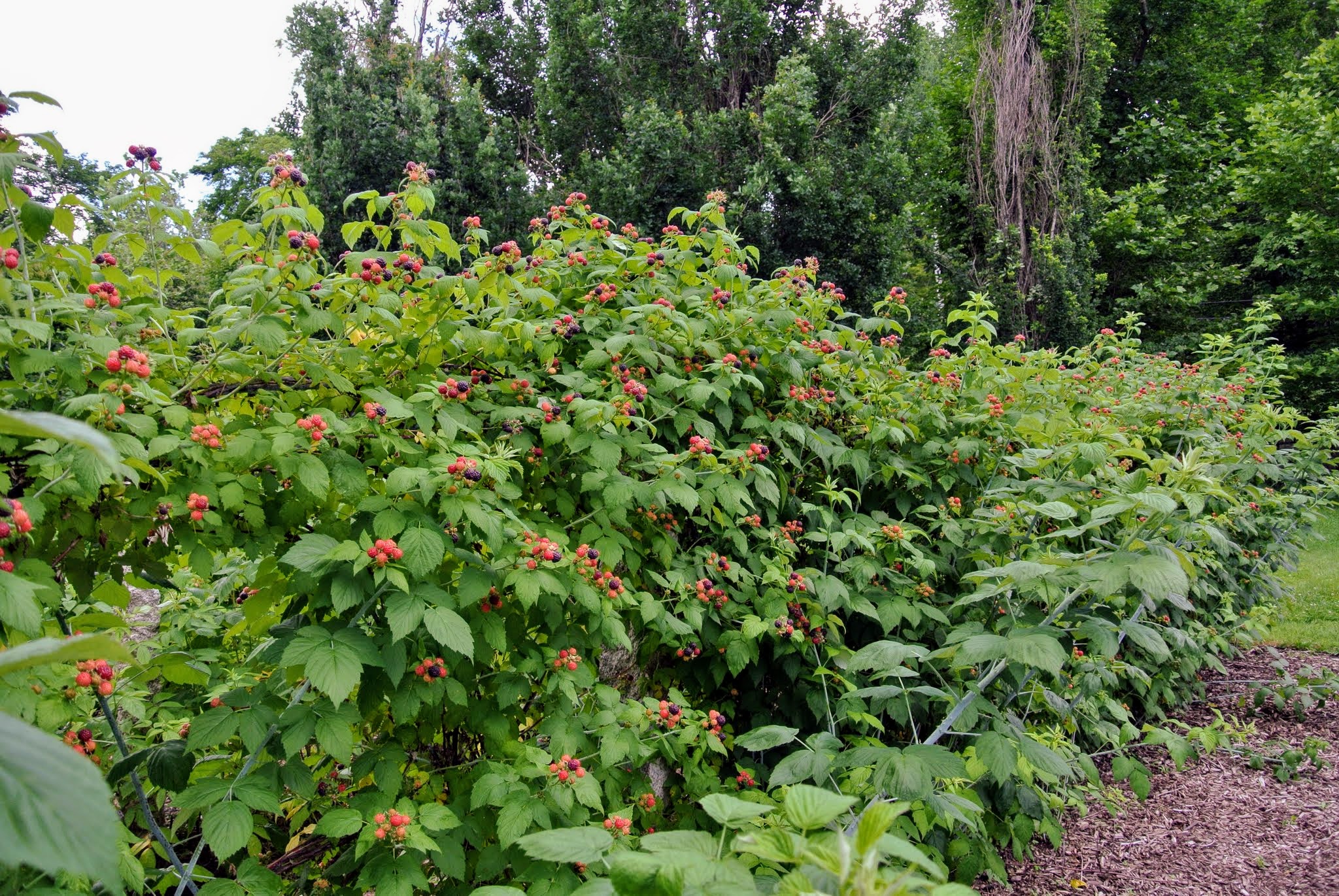 Detail Raspberry Bush Images Nomer 35